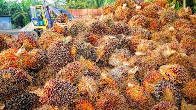 Palm oil industry in the doldrums