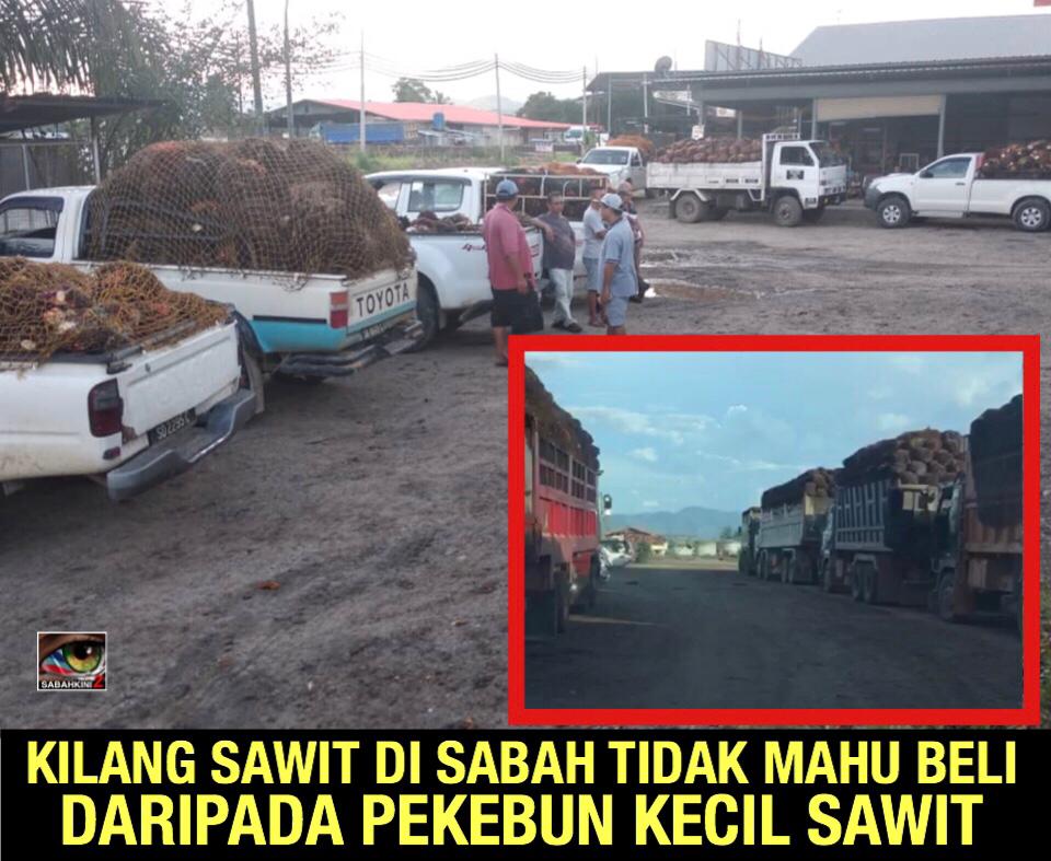 (VIDEO) Harga sawit jatuh: Kilang Sawit di Sabah tidak mahu beli buah sawit dari pekebun kecil 