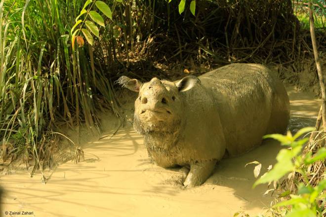 Hanya Iman: Populasi badak sumbu Sumatera tidak lagi dikesan di Sabah