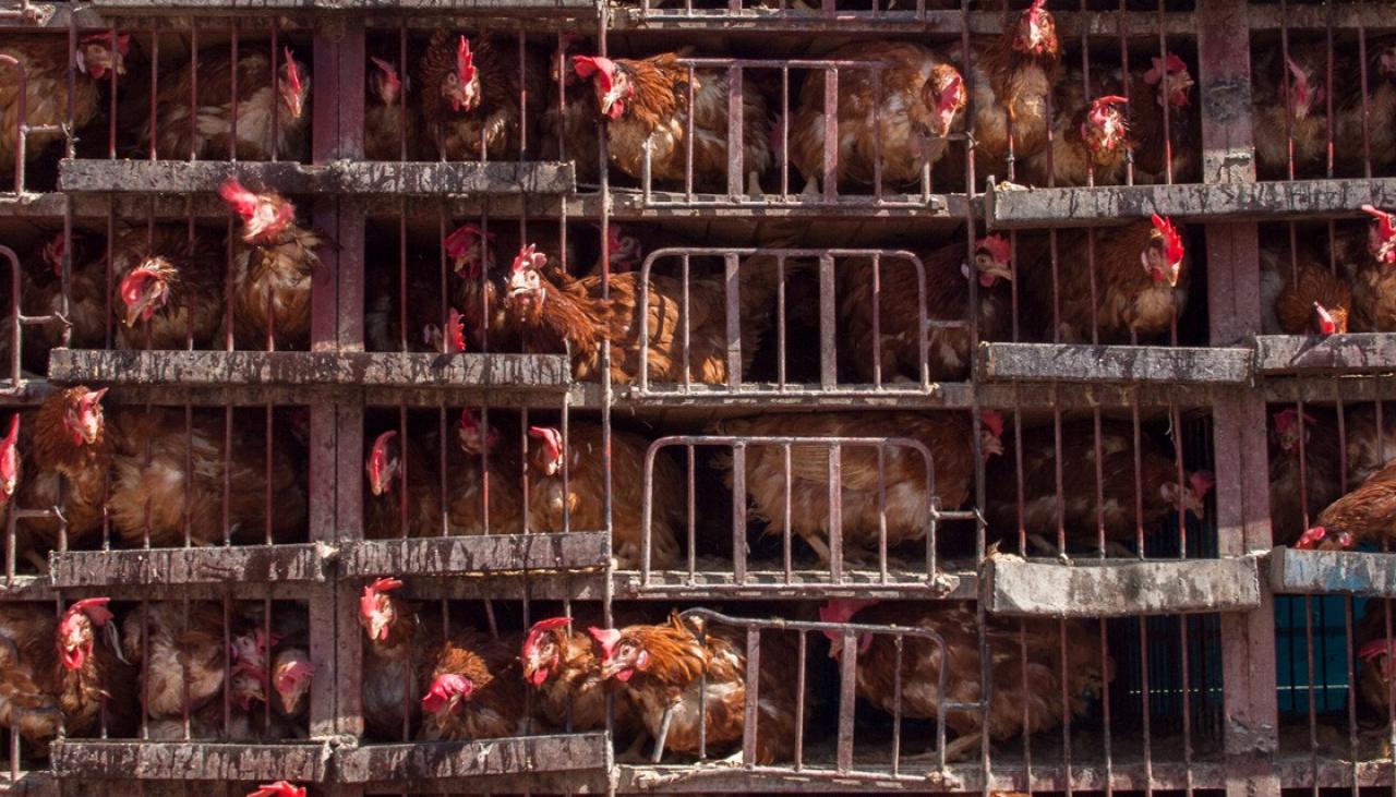  Terkini! China Sahkan Wabak H5N1 Di Hunan, 4,500 Ekor Ayam Mati