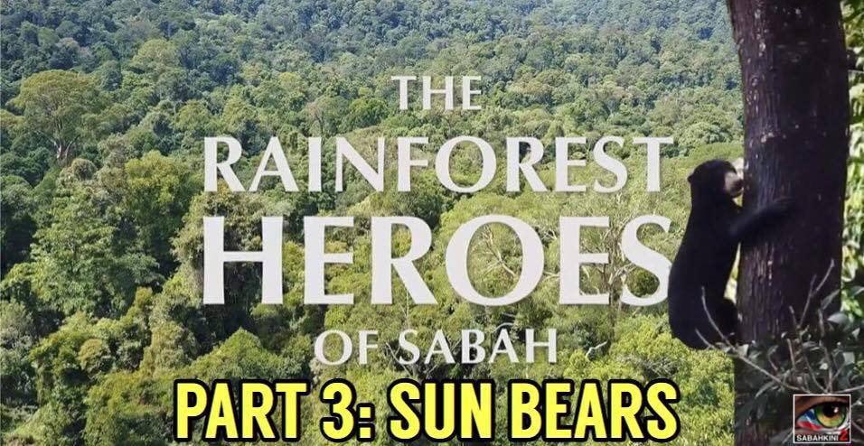 PART 3: THE RAINFOREST HEROES OF SABAH - SUN BEARS