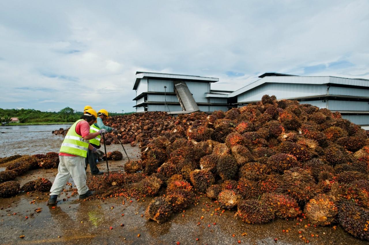India import 46 peratus minyak sawit Malaysia