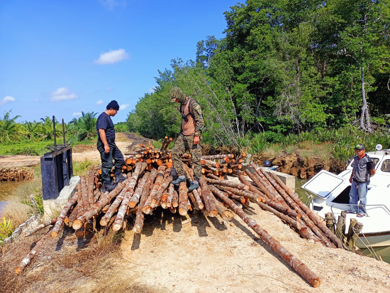 Lebih 200 batang kayu bakau ditebang secara haram dirampas