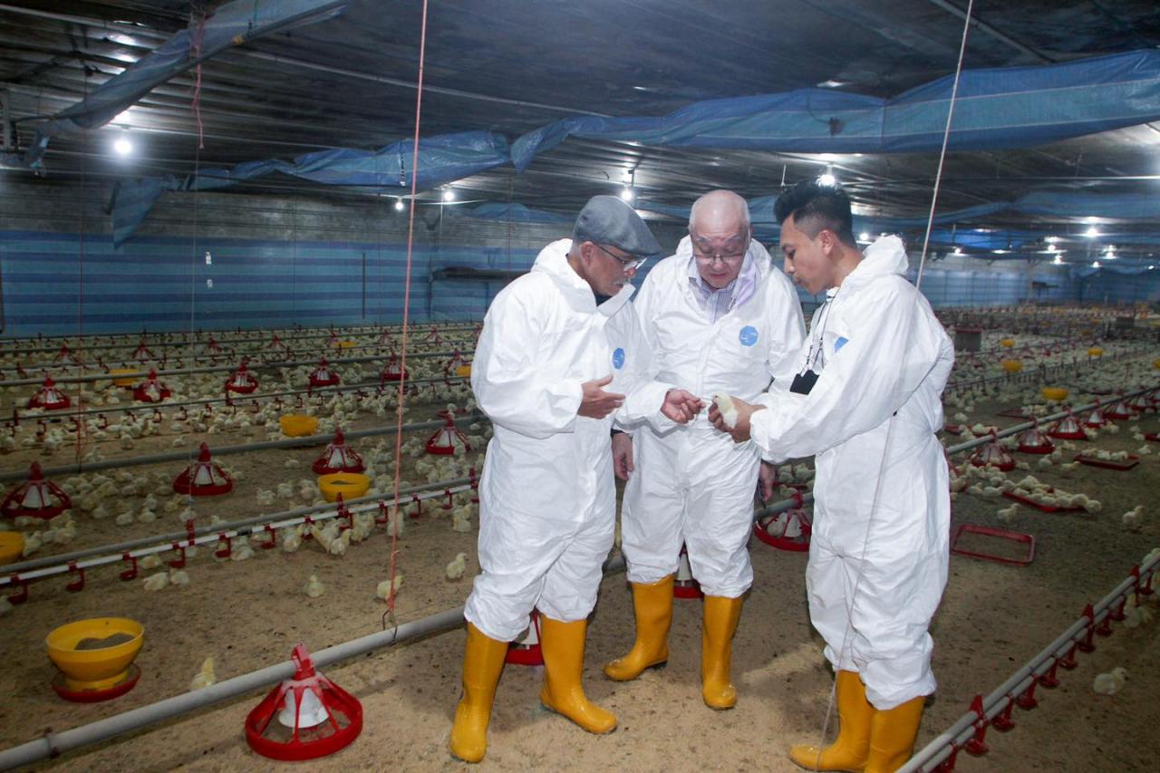 Bekalan ayam seluruh negara kembali stabil - Ronald Kiandee