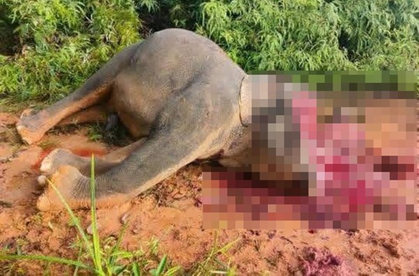 Gajah Pygmy ditemui tanpa gading di Hutan Simpan Sungai Pinangah
